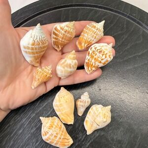 10pc Natural Fighting Conch Sea Shells Orange White Banded Coastal Decor 1-2"